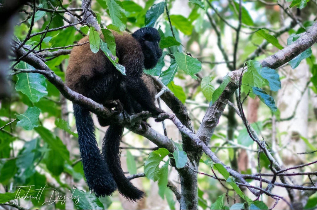 Macaco avistado durante passeio Into the Amazon